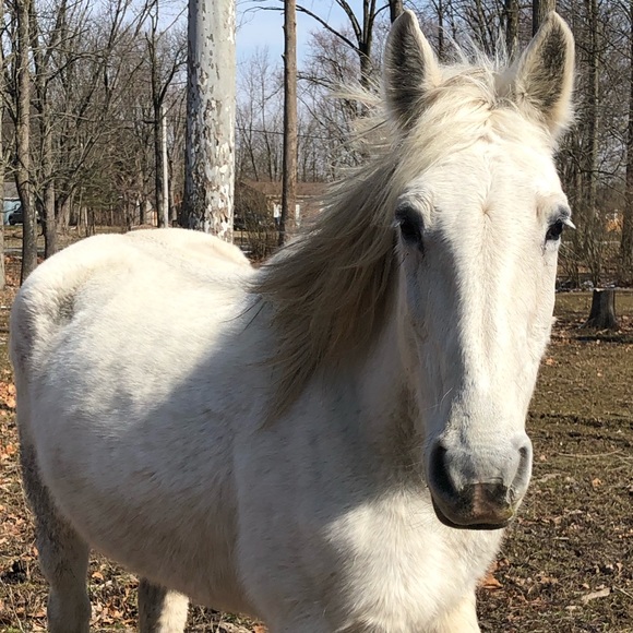 Meet your Posher, Cara - Picture 1 of 1